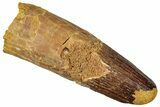 Fossil Spinosaurus Tooth - Real Dinosaur Tooth #327880-1